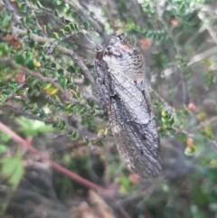 Tettigarcta crinita (Alpine Hairy Cicada) at Cotter River, ACT - 19 Feb 2022 by SuziBond