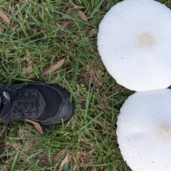 Macrolepiota dolichaula (Macrolepiota dolichaula) at Curtin, ACT - 7 Mar 2022 by SusanneG