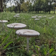 Macrolepiota dolichaula at Curtin, ACT - 7 Mar 2022