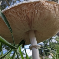 Macrolepiota dolichaula at Curtin, ACT - 7 Mar 2022