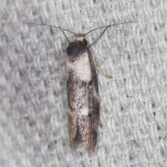 Palimmeces leucopelta (A concealer moth) at O'Connor, ACT - 3 Mar 2022 by ibaird