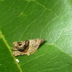 Acroceuthes metaxanthana at Turner, ACT - 7 Mar 2022 04:05 PM