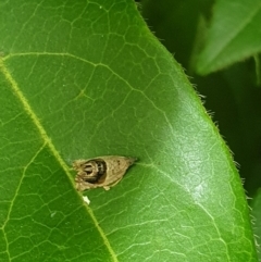 Acroceuthes metaxanthana at Turner, ACT - 7 Mar 2022 04:05 PM