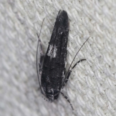 Leptozestis and Trachydora (genera) (A cosmet moth) at O'Connor, ACT - 4 Mar 2022 by ibaird