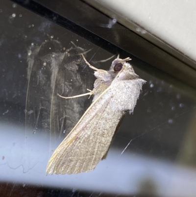 Pantydia (genus) (An Erebid moth) at Jerrabomberra, NSW - 7 Mar 2022 by Steve_Bok