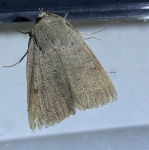 Pantydia (genus) at Jerrabomberra, NSW - 7 Mar 2022