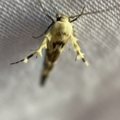 Stathmopoda melanochra at Jerrabomberra, NSW - suppressed