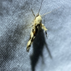 Stathmopoda melanochra at Jerrabomberra, NSW - suppressed