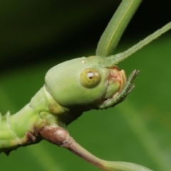 Podacanthus viridiroseus (Red-winged stick insect) at Wellington Point, QLD - 1 Mar 2022 by TimL