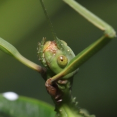 Podacanthus viridiroseus at Wellington Point, QLD - suppressed
