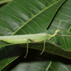 Podacanthus viridiroseus at Wellington Point, QLD - suppressed