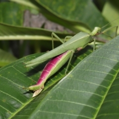 Podacanthus viridiroseus at Wellington Point, QLD - suppressed