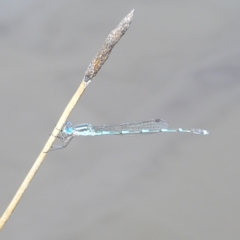 Austrolestes leda (Wandering Ringtail) at Fisher, ACT - 6 Mar 2022 by MatthewFrawley