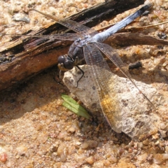 Orthetrum caledonicum (Blue Skimmer) at Fisher, ACT - 6 Mar 2022 by MatthewFrawley