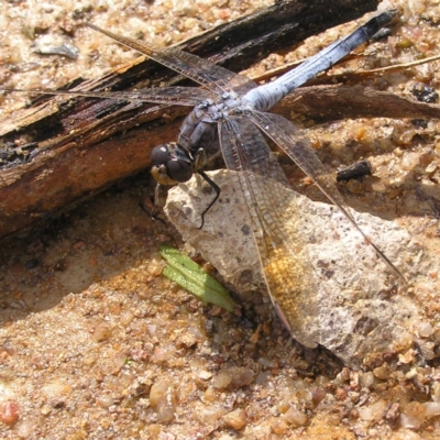 Orthetrum caledonicum (Blue Skimmer) at Mount Taylor - 6 Mar 2022 by MatthewFrawley