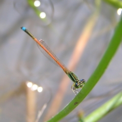 Ischnura aurora (Aurora Bluetail) at Mount Taylor - 6 Mar 2022 by MatthewFrawley