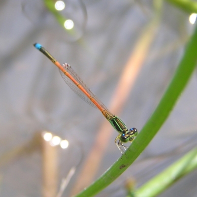 Ischnura aurora (Aurora Bluetail) at Mount Taylor - 6 Mar 2022 by MatthewFrawley