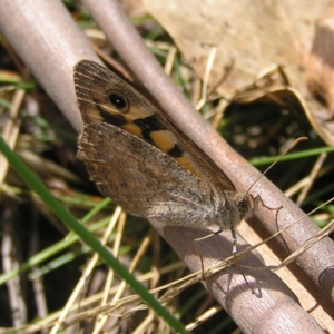 Geitoneura klugii at Fisher, ACT - 6 Mar 2022 11:28 AM