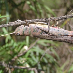 Pardillana limbata at Fisher, ACT - 6 Mar 2022