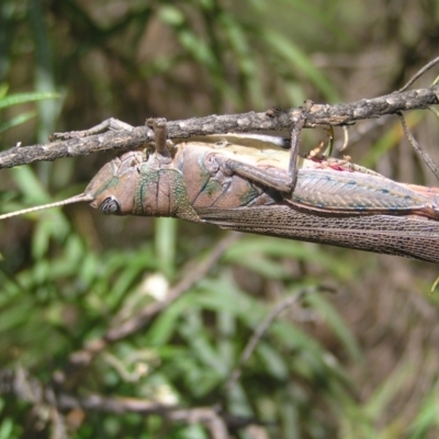 Pardillana limbata (Common Pardillana) at Mount Taylor - 6 Mar 2022 by MatthewFrawley