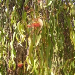 Amyema miquelii (Box Mistletoe) at Mount Taylor - 6 Mar 2022 by MatthewFrawley