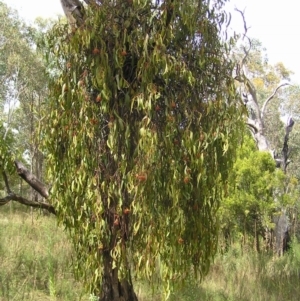 Amyema miquelii at Fisher, ACT - 6 Mar 2022 11:41 AM