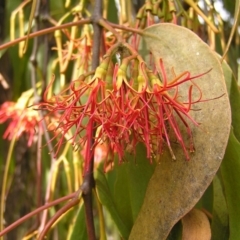 Amyema miquelii at Fisher, ACT - 6 Mar 2022 11:41 AM