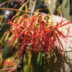 Amyema miquelii at Fisher, ACT - 6 Mar 2022 11:41 AM