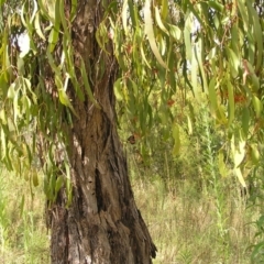 Amyema miquelii at Fisher, ACT - 6 Mar 2022 11:41 AM