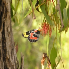 Delias harpalyce (Imperial Jezebel) at Mount Taylor - 6 Mar 2022 by MatthewFrawley