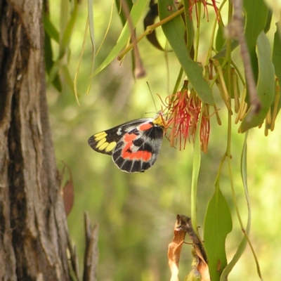 Delias harpalyce (Imperial Jezebel) at Mount Taylor - 6 Mar 2022 by MatthewFrawley