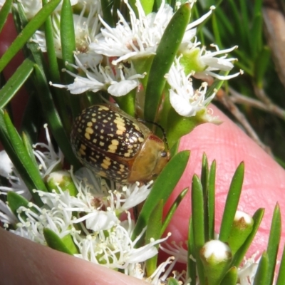 Paropsis pictipennis (Tea-tree button beetle) at Dunlop, ACT - 1 Jan 2022 by Christine