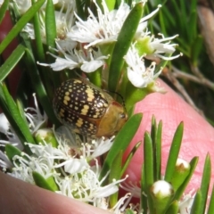 Paropsis pictipennis (Tea-tree button beetle) at Dunlop, ACT - 31 Dec 2021 by Christine