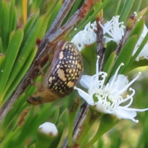 Paropsis pictipennis at Dunlop, ACT - 1 Jan 2022