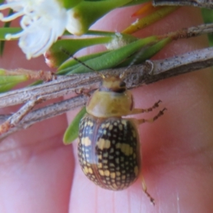 Paropsis pictipennis at Dunlop, ACT - 1 Jan 2022