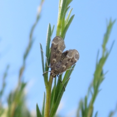 Hygraula nitens (Pond Moth) at Dunlop, ACT - 31 Dec 2021 by Christine
