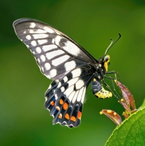Papilio anactus at Weston, ACT - 7 Mar 2022