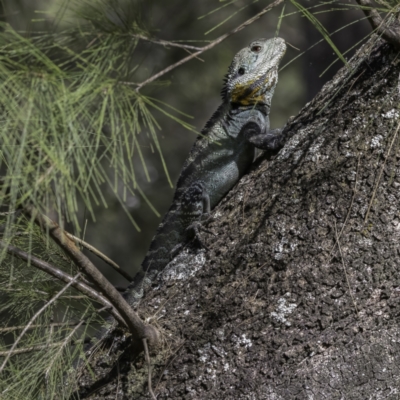 Intellagama lesueurii howittii (Gippsland Water Dragon) at Coree, ACT - 7 Mar 2022 by CedricBear