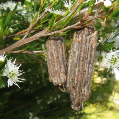 Clania lewinii & similar Casemoths (Parallel stick Case Moths) at Dunlop, ACT - 1 Jan 2022 by Christine