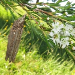 Clania lewinii & similar Casemoths at Dunlop, ACT - 1 Jan 2022