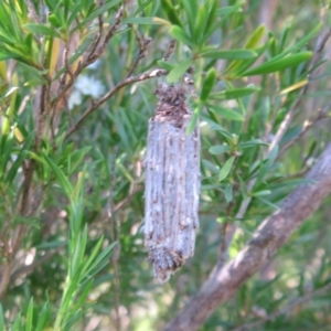 Clania lewinii & similar Casemoths at Dunlop, ACT - 1 Jan 2022