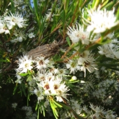 Kunzea ericoides (Burgan) at West Belconnen Pond - 31 Dec 2021 by Christine