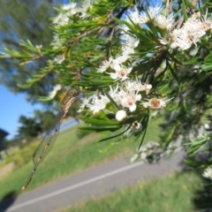 Kunzea ericoides at Dunlop, ACT - 1 Jan 2022 09:01 AM