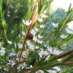 Kunzea ericoides at Dunlop, ACT - 1 Jan 2022