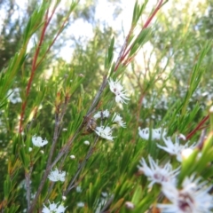 Kunzea ericoides at Dunlop, ACT - 1 Jan 2022