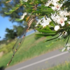 Austrolestes leda (Wandering Ringtail) at Dunlop, ACT - 31 Dec 2021 by Christine