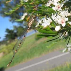 Austrolestes leda at Dunlop, ACT - 1 Jan 2022