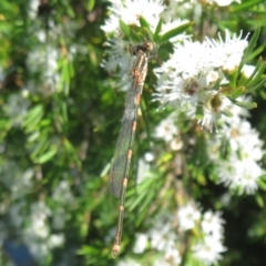 Austrolestes leda at Dunlop, ACT - 1 Jan 2022 09:07 AM