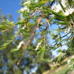 Austrolestes leda at Dunlop, ACT - 1 Jan 2022 09:07 AM