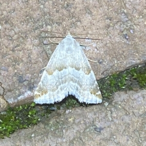 Hellula hydralis at Jerrabomberra, NSW - 7 Mar 2022